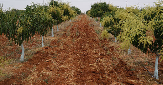 Plantation