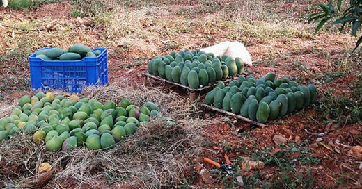 Handpicked